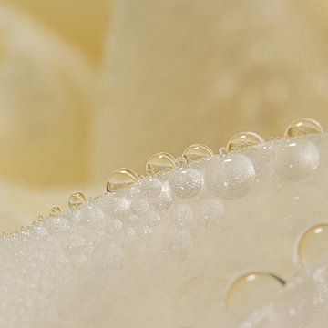 Minimalistische Einfachheit: Tropfen auf einem Rosenblatt von Marjolijn van den Berg