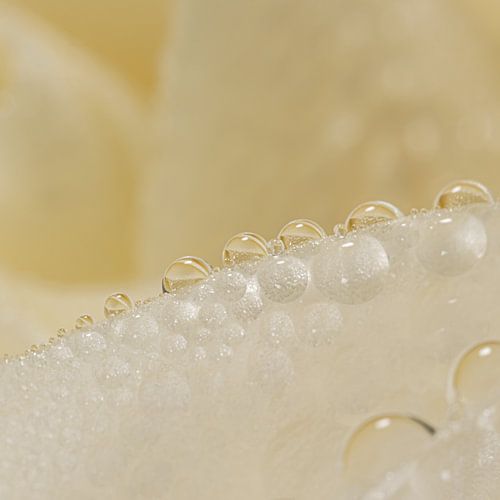 Minimalistische Einfachheit: Tropfen auf einem Rosenblatt von Marjolijn van den Berg