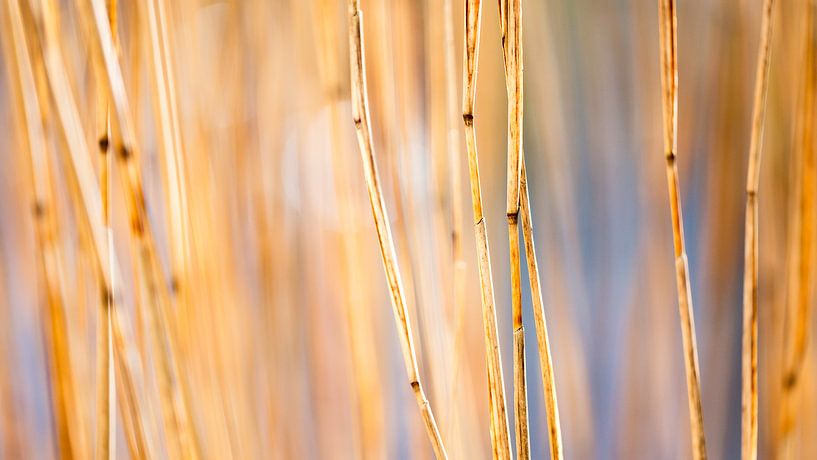 Riet van Fonger de Vlas