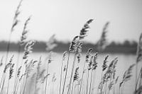 Reed and grasses on the lake in black and white.
