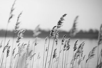 Riet en gras aan het meer in zwart-wit.