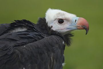 Weißkopfgeier (Trigonoceps occipitalis) von Ronald Pol