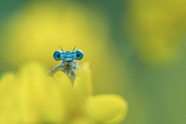 Libellule sur une fleur jaune par un matin d'été précoce poème sur Francis Dost