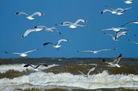 Seagulls 