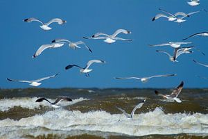 Zeemeeuwen in de lucht boven het strand bij IJmuiden van Ineke Huizing