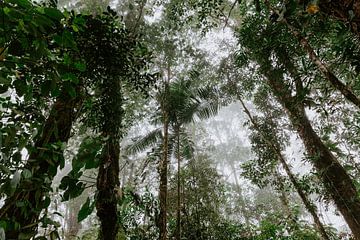 Nevelwoud | Catarata del Toro - waterval | Reisfotografie Costa Rica | Wall art print van Alblasfotografie