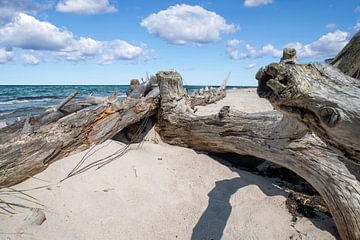 Baltic Sea: Darß West Beach by t.ART