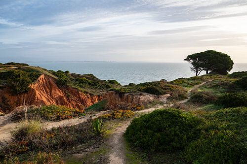 Paradis des plantes sauvages et vue sur la mer Horizontal - Lagos, Algarve