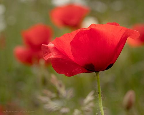 Klaproos met bokeh von Ralf Köhnke