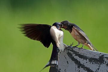 Barn swallow feeds her young