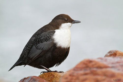 Dipper