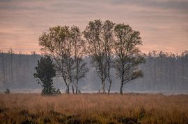 Planken Wambuis Teil 90 von Tania Perneel