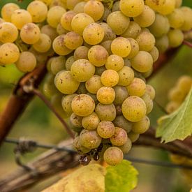 Bunch of green grapes to grapevine in Aldeneik (B) by Martine Dignef