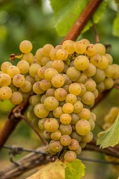 Tros groene druiven aan druivelaar in Aldeneik (B) van Martine Dignef