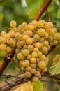 Grüne Weintrauben zur Weinrebe in Aldeneik (B) von Martine Dignef Miniaturansicht