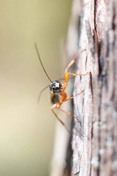 Wood wasp model by Antoine Deleij