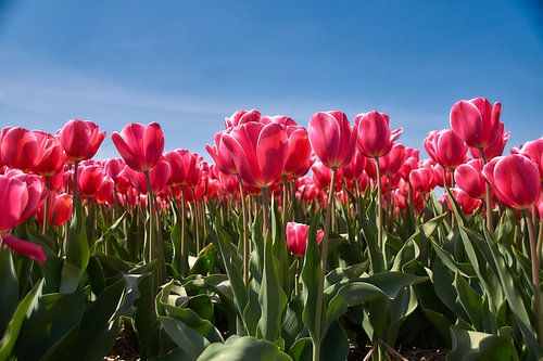 Roze tulpen