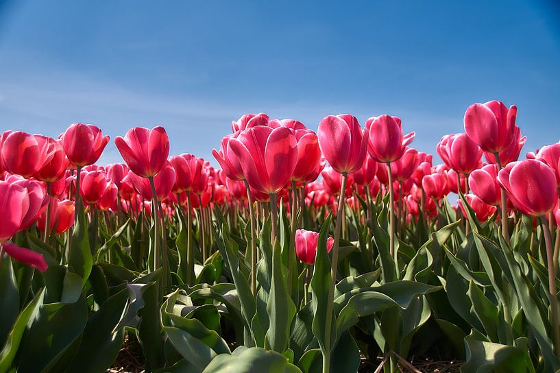 Tulips in pink by Ad Jekel