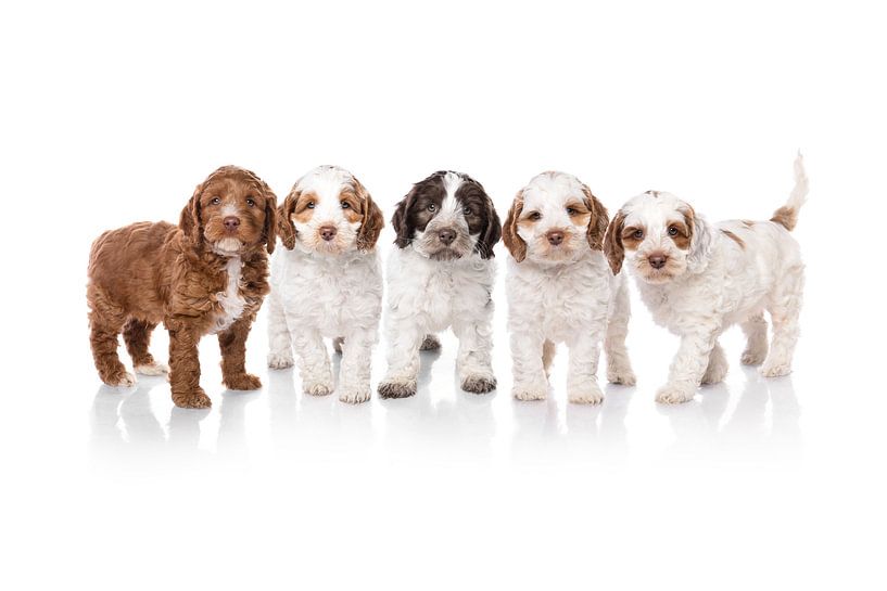 Fotografie Hunde/Welpen&#039;s weiß mit Spiegelbild. Komposition von mehrere Hunde von Ellen Van Loon