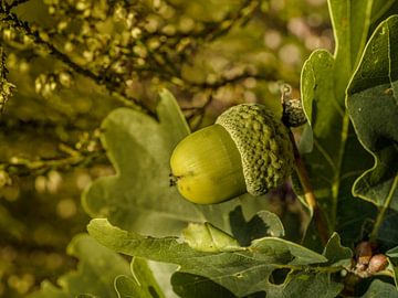 Ein warmer Eindruck vom Herbst. von Alie Ekkelenkamp