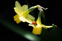 Lieveheersbeestje op narcis.