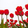Rij  rood bloeiende tulpentegen lichte achtergrond van Henk van den Brink