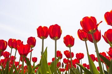 Rij  rood bloeiende tulpentegen lichte achtergrond