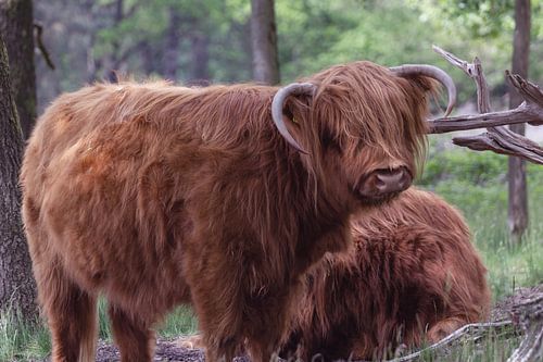 Scottish Highlander