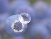 Soft Blue (Blauw Druifje met druppel) van Caroline Lichthart thumbnail