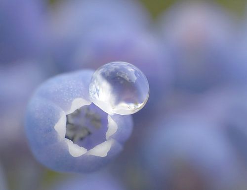 Soft Blue (Blauw Druifje met druppel)