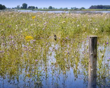 Zwaluw aan de rivier de IJssel van Greta Lipman