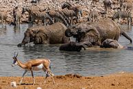 Wasserloch in Namibia van Felix Brönnimann thumbnail
