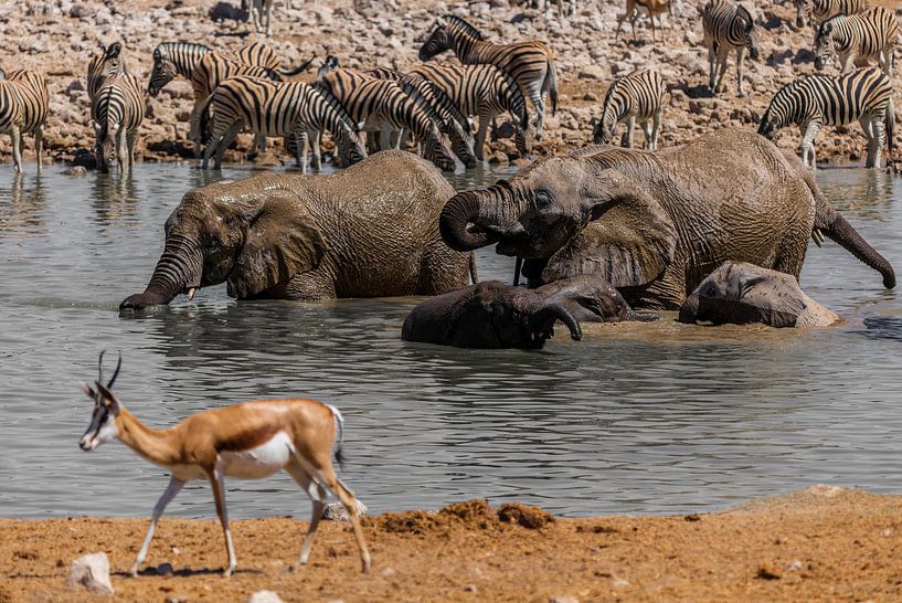 Wasserloch in Namibia van Felix Brönnimann