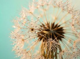 Lichttropfen im stillen Morgen