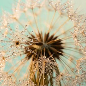 Lichttropfen im stillen Morgen von But First Framing