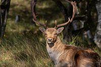 Beautiful photography of Animals in the Netherlands