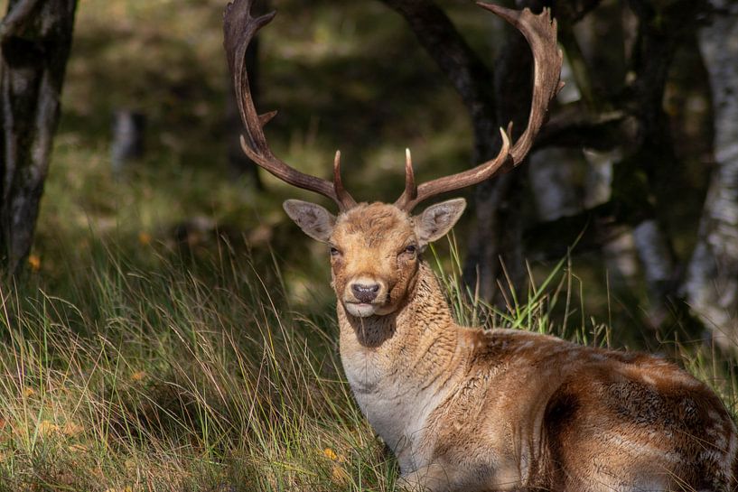 Beautiful photography of Animals in the Netherlands van Chérise Smeets