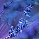 BLUE SPANGLES no1C2 von Pia Schneider Miniaturansicht
