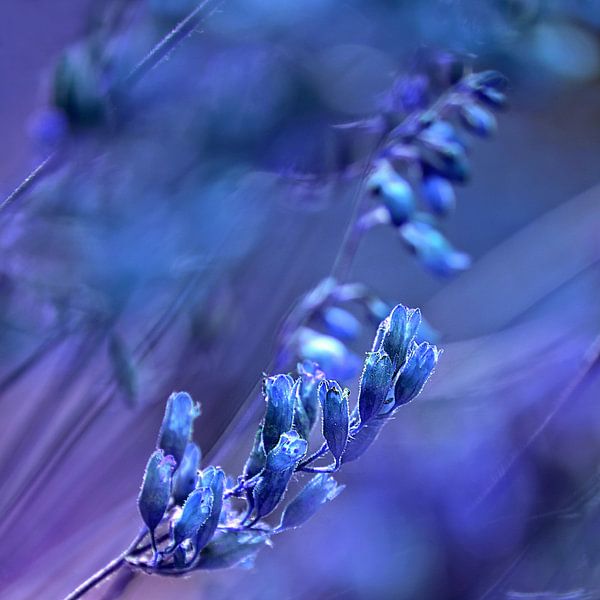 BLUE SPANGLES no1C2 par Pia Schneider