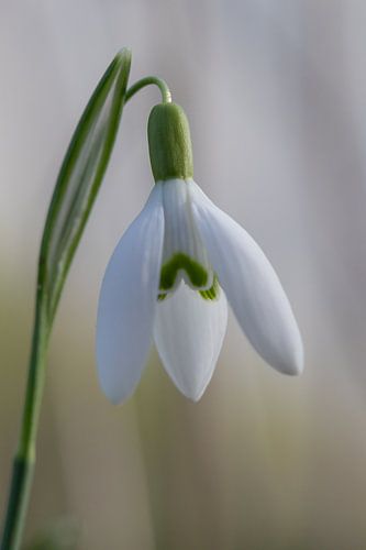 Sneeuwklokjes - macrofotografie van een voorbode van de lente van Naturdetail Fotografie