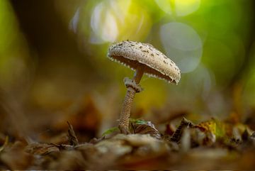 ein Parasol Pilz steht auf dem Waldboden eines Laubwaldes im Herbst von Mario Plechaty Photography