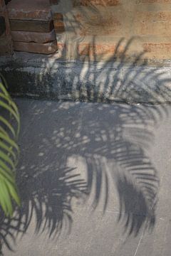 Palm leaf in shade by Minimalistic Travel Photography by.Rieneke