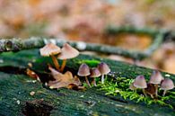 Herfst in detail van Ivon Hamers thumbnail