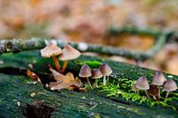 Herfst in detail