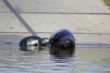 Moeder zeehond voed haar jong 2 van Leon Verra