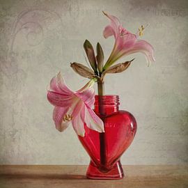Amaryllis Vintage by Steffen Gierok