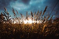 L'herbe à l'or