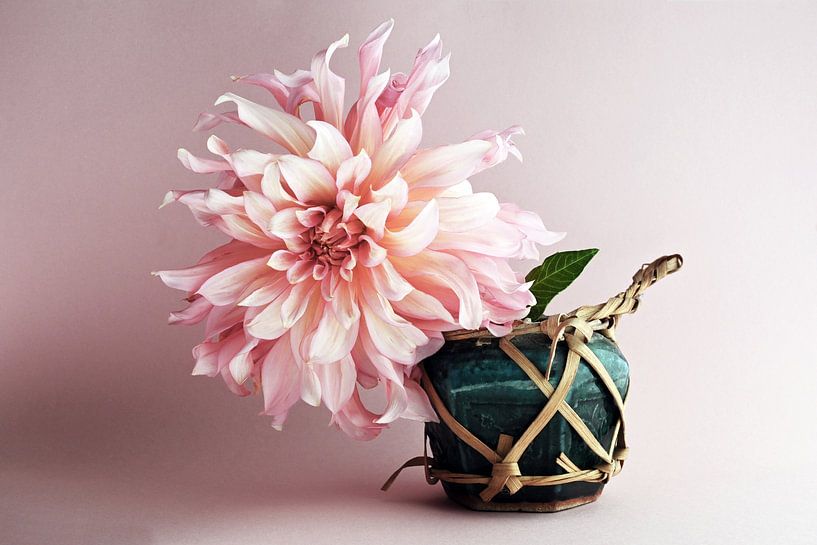 Dahlia in gemberpotje van StudioMaria.nl