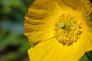 Gelbe Blume von Pieter van Roijen