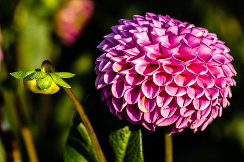 Dahlia bloem
